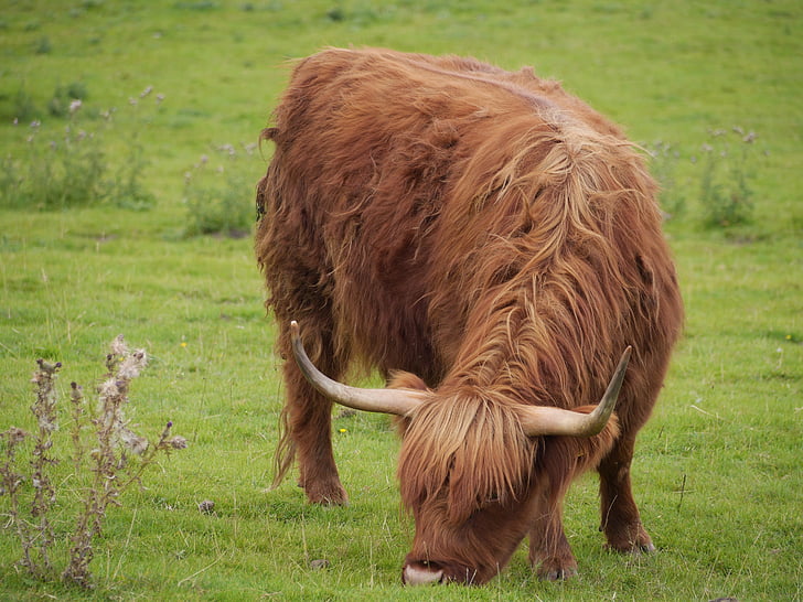 cow, horns, highland, animal, livestock, bovine, agriculture