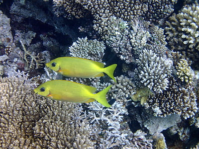 ribe-zec, riba, more, Maldivi, postolar razbijanje