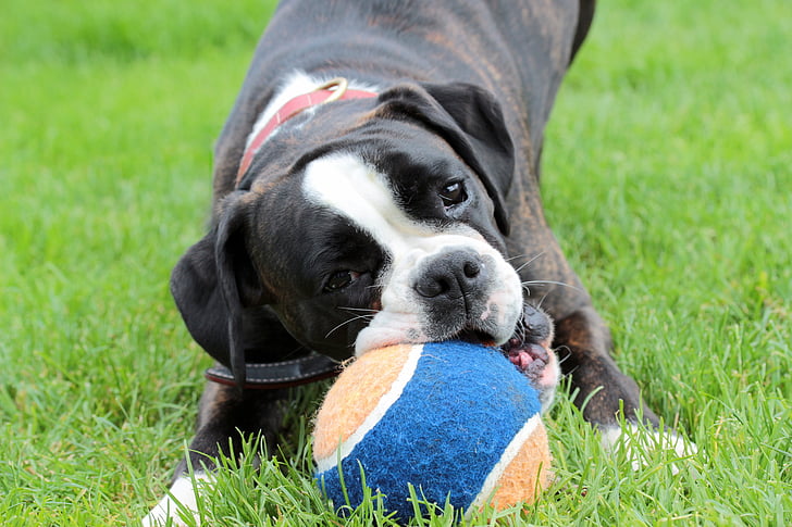 cão, Boxer, preto e branco, bola, olhar de cão, animal de estimação, animal