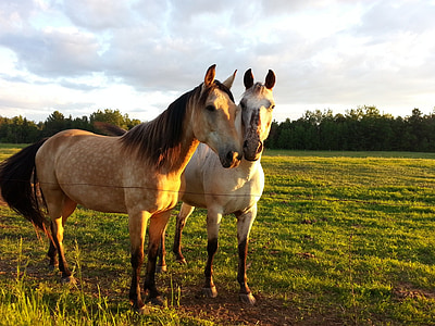 cavall, cavall, equitació, animal, l'amistat, comunió, paisatge