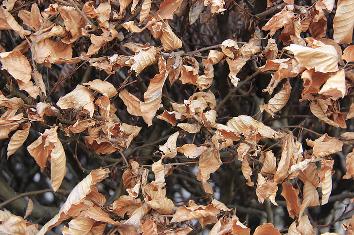 beech leaves, dead, autumn