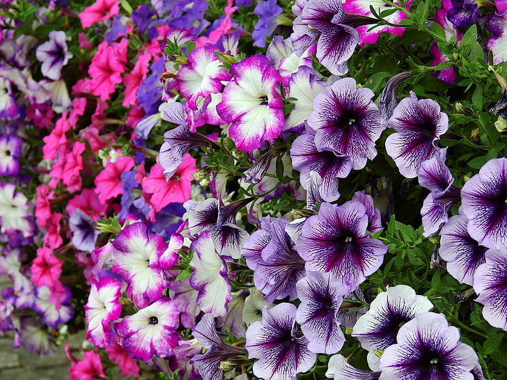 flors, flor, flor, planta, natura, Rosa, violeta