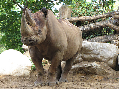 Rinoceronte, jardim zoológico, Rinoceronte, mundo animal, selvagem, grande jogo, cercos ao ar livre