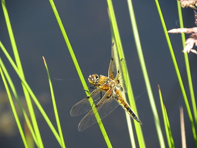 contrast, libellen, sprietje gras