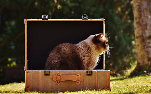 cat, british shorthair, luggage, mieze, thoroughbred, domestic cat, short hair