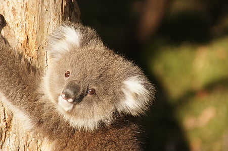 Koala, Ausztrália, koala medve, lusta, többi, állat, természetvédelem