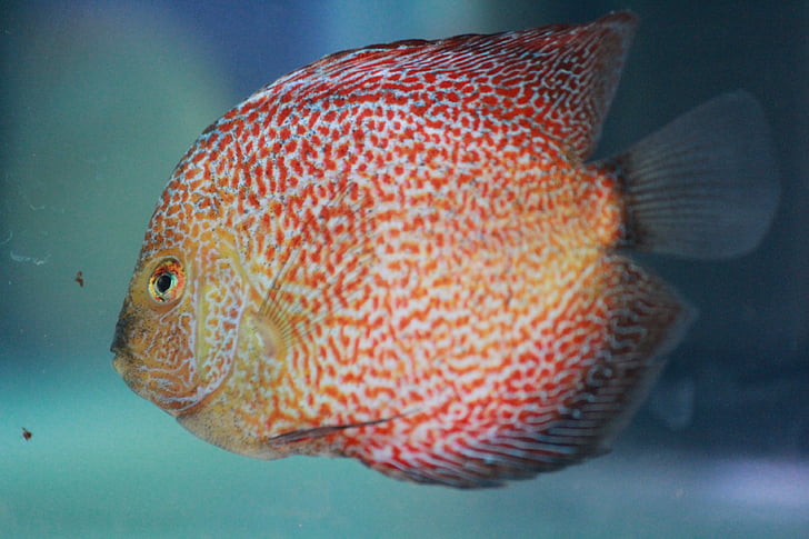 poisson, points rouges, Fish Tank, Aquarium