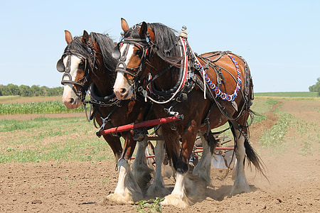Clydesdale, labourage, cheval, Agriculture, équipe, travail, domaine