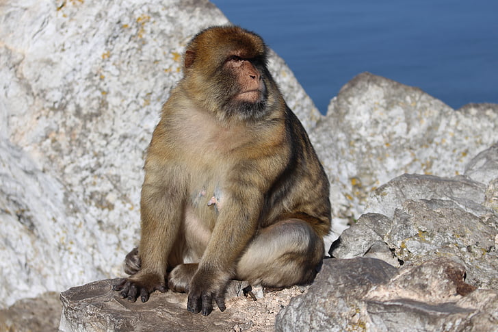 opica, rock, Gibraltar, živalski svet, sesalec, obala, mati