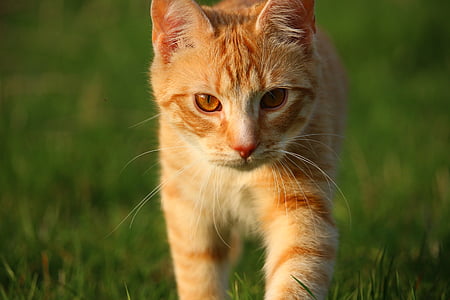 cat, kitten, red mackerel tabby, red cat, cat baby, young cat, domestic cat