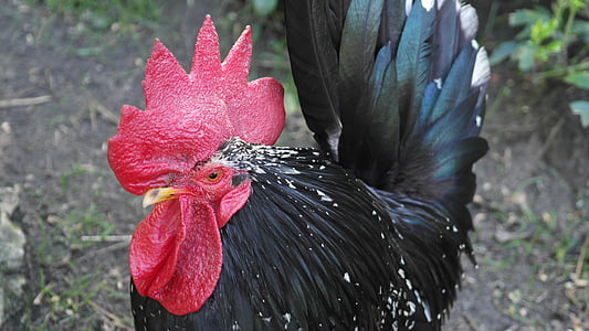Hahn, pássaro, preto, galinhas, Parque