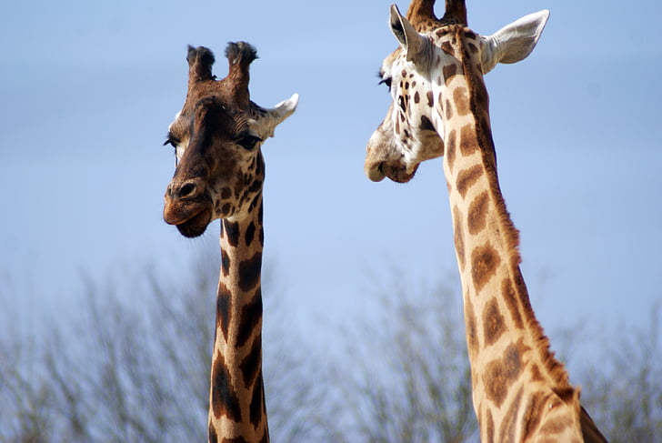Giraffe, Tier, Zoo, Safari, Zoo-Tiere, Säugetier, Flecken