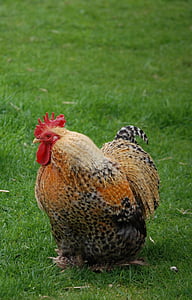thịt gà, con chim, cockerel, lông, gà, cỏ, chăn nuôi gia cầm