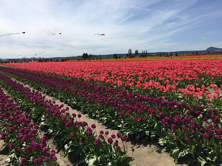 červená, tulipány, Tulip Mesto, Washington, USA, kvety, kvet