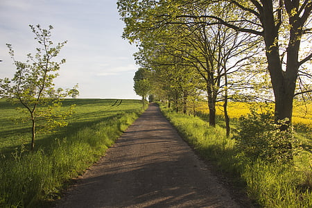de Poolse wegen, landelijke wegen, natuur, velden, koolzaad, maïs, lente