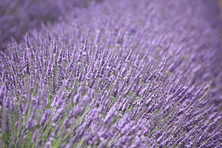 lavender, purple, flower, fragrance, lavender flower, herbal, summer