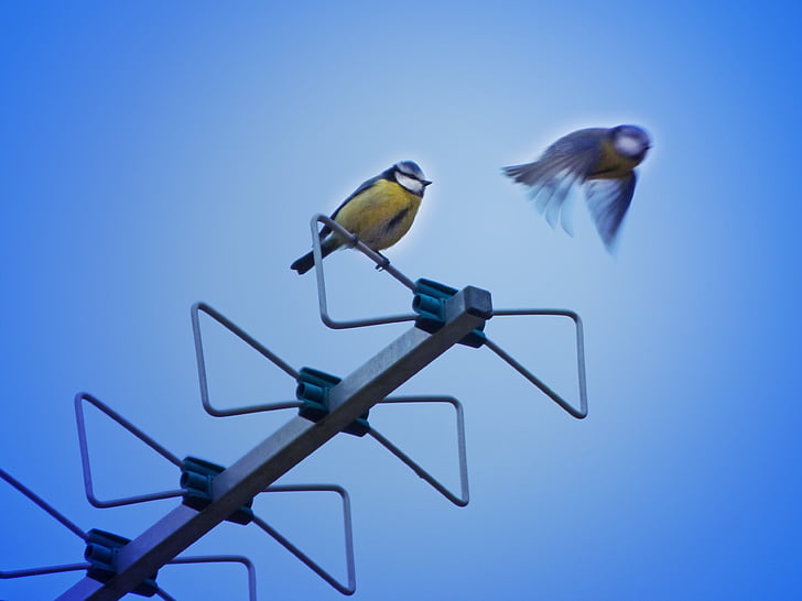 madár, antenna, cinege, Mallarenga, Cyanistes caeruleus, menet közben