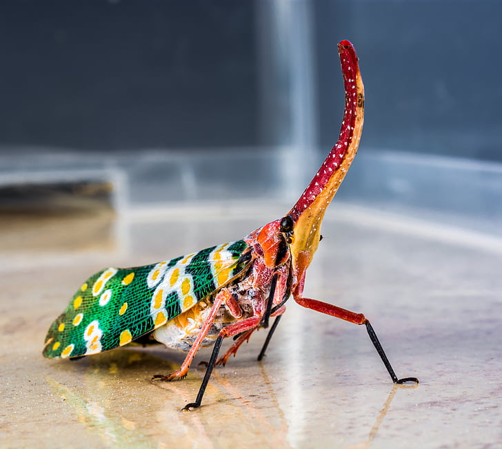 canthigaster cicada, fulgoromorpha, Комаха, proboscis, довгий, червоний, барвистий