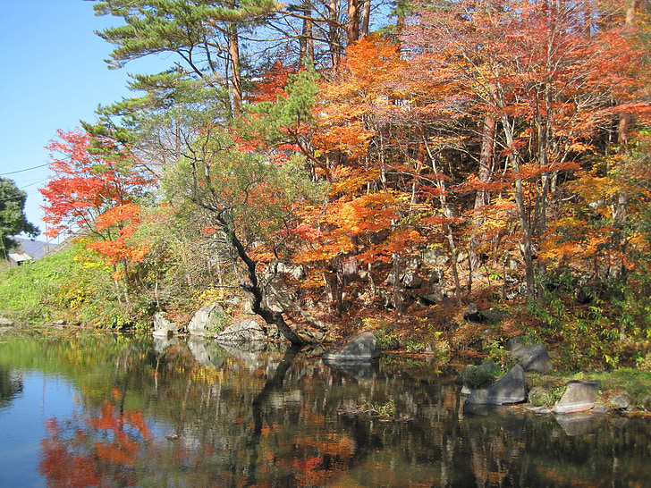autumn, autumnal leaves, arboretum, colorful, woods, forest, maples