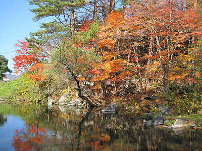 automne, feuilles automnales, Arboretum, coloré, bois, Forest, érables