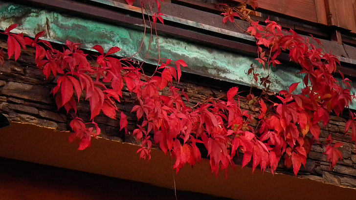 秋, 葉, 赤, 自然, 色, 茶色, 紅葉