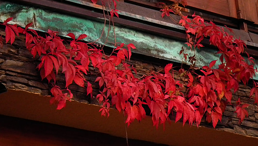 efterår, blade, rød, natur, farver, brun, efterårsfarver