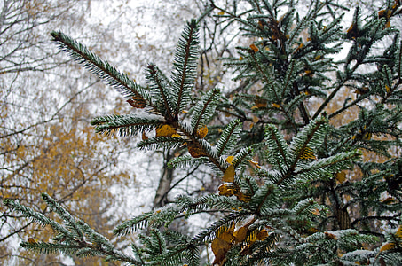 winter, forest, seasons, wood, branch, evergreen, snow