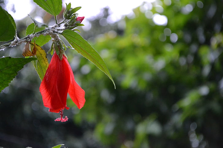 hibiscus, red flower, beautiful, blur, calm, lovely, romantic