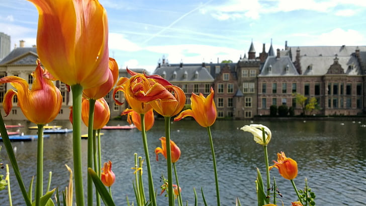 Binnenhof, kvety, den haag, Holandsko, Parlament, historické, budova
