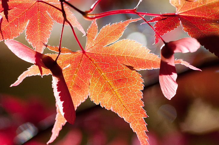 Ahorn, Herbst, Blatt, rot, Blätter, Färbung, hell