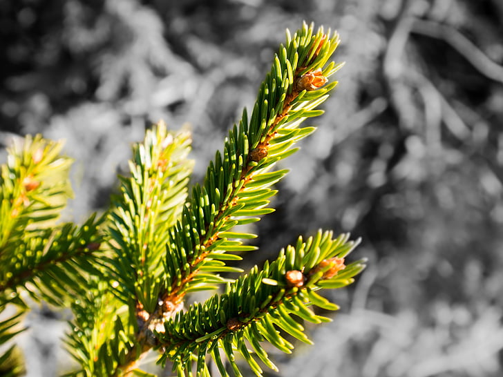 spruce, needles, branch, pine needles, tap, pine cones, conifer
