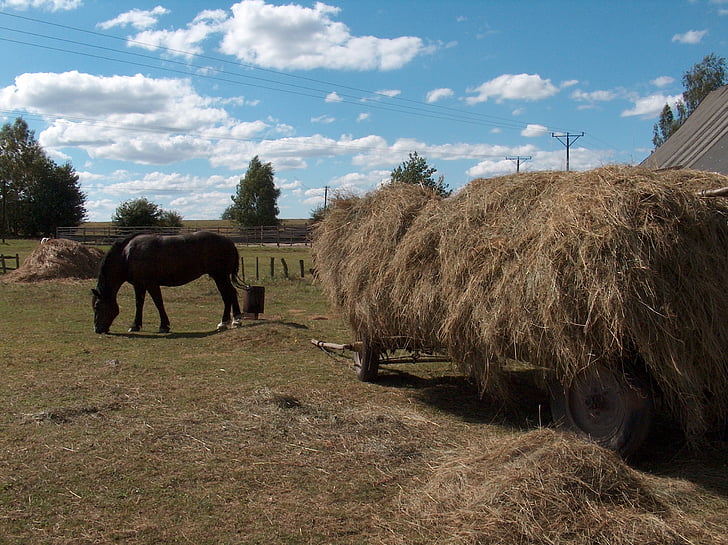 feno, paisagem, o cavalo, vila, aldeia da Polônia, agricultor, modo de exibição