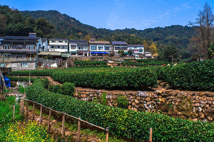 tè, foglia, azienda agricola, fiore, Cina, giardino, natura