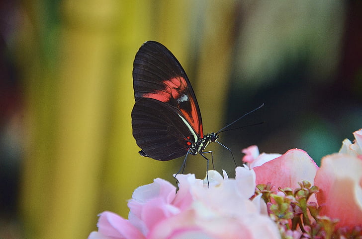 Papilio rumanzovia, papillon, animal, insecte, Hypermnestre Elymnias, nature, animaux