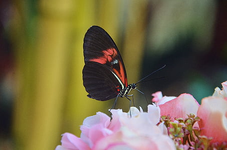 Papilio rumanzovia, farfalla, animale, insetto, elymnias Ipermnestra, natura, animali