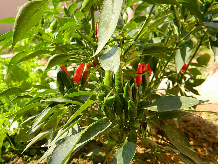chili poper, začinjene, rdeča, zelena, zelenjavo, hrane, vegetale
