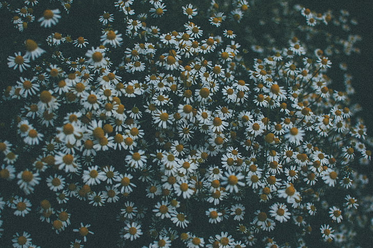 valge, lilled, Fotograafia, Daisy, karikakrad, Aed, lill