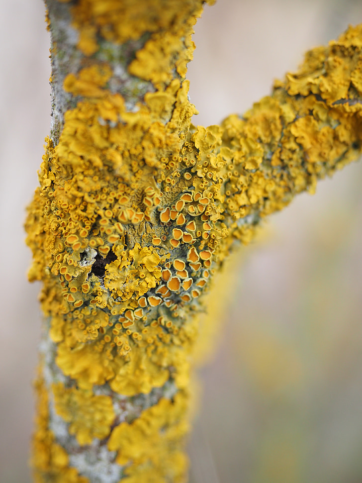 ordinary gelbflechte, tree, fouling, lichen, branch, xanthoria parietina, weave