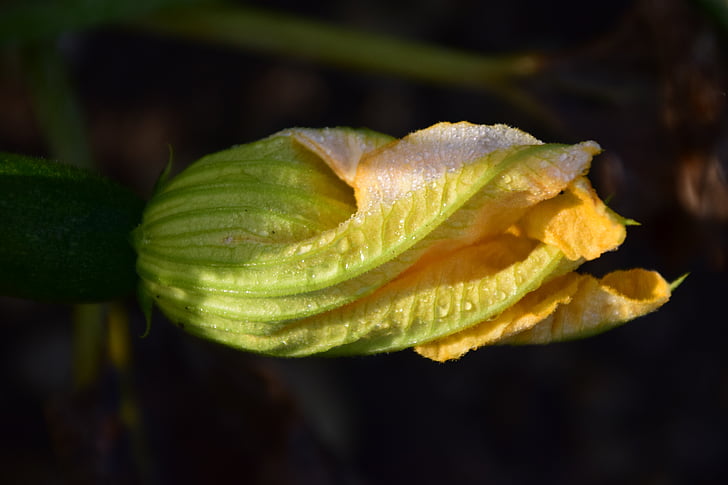 blossom labu, Blossom, mekar, Tutup, bunga, makro, musim gugur