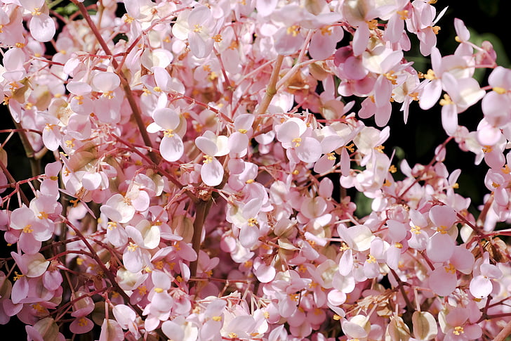 cereja, flor de cerejeira, foco, -de-rosa, flor, cor-de-rosa, fragilidade