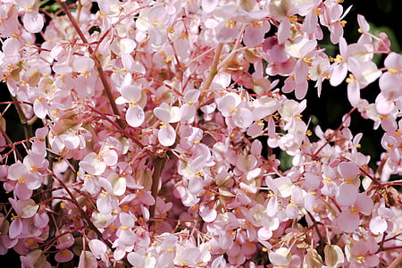 Kirsche, Kirschblüte, Fokus, Rosa, Blume, rosa Farbe, Zerbrechlichkeit
