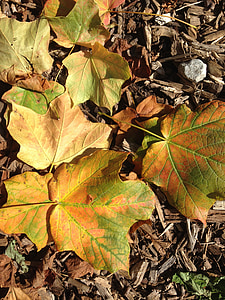 feuilles, l’automne, saison, jaune, arbre, érable, automnale