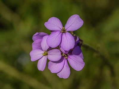 cakile maritima, wildflower, purple, nature, flower, plant, blossom