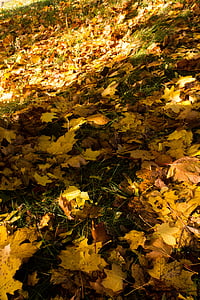 autunno, caduta, colori, foglie, giallo, fogliame, oro