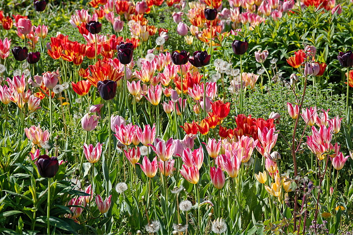 tulipaner, blomst, våren, rød, blomst, fargerike, Blossom