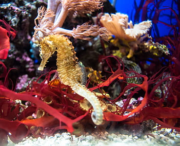 rouge, eau, poisson, Or, Aquarium, hippocampe, sous l’eau