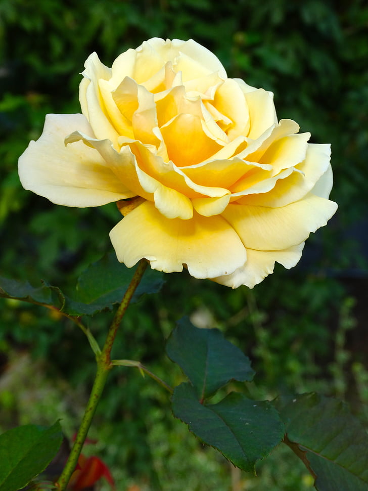 steeg, Rose bloom, bloem, geel