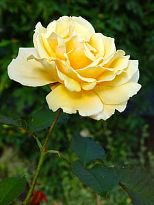 rose, rose bloom, flower, yellow