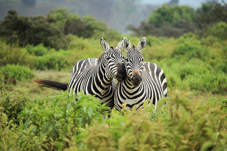 dua, Zebra, s, memeluk, tengah, rumput, hewan