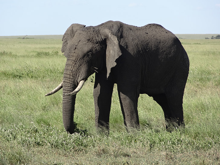 Gajah, hewan, alam, satwa liar, Afrika, hewan Safari, hewan